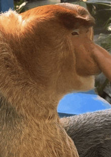a close up of a monkey 's head with a blue sky in the background