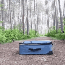 Funny Animals All Packed Take Me With You GIF - Funny Animals All Packed Take Me With You Lets Go GIFs