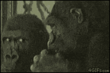 Funny Animals Gorilla GIF - Funny Animals Gorilla Stare GIFs