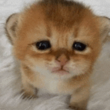 a small brown kitten is sitting on a white blanket and looking at the camera with a sad look on its face .