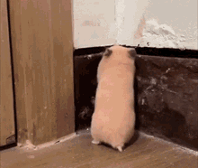 Hamster Scared GIF - Hamster Scared Startled GIFs