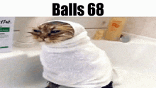 Balls Balls 68 GIF - Balls Balls 68 Cat GIFs