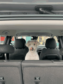 Dog Car GIF - Dog Car GIFs