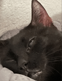 Shadow The Cat GIF - Shadow The Cat GIFs