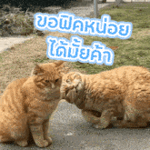 two cats are looking at each other in front of a sign that says ' ขอบคุณ '