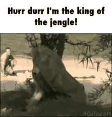 Hurr Durr GIF - Lion Funny Stuck GIFs