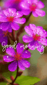 good morning images new 2023 gif flowers alisa