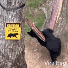 Help Me Up Viralhog GIF - Help Me Up Viralhog A Bear Cub Trying To Climb Onto A Hammock GIFs