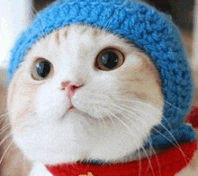 a close up of a cat wearing a blue hat and a scarf .