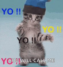 Cat Yo GIF - Cat Yo Funny GIFs