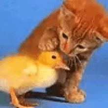 Kitten Chick GIF - Kitten Chick GIFs