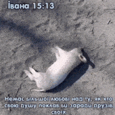 a white dog laying on its back in the sand with a bible verse in a foreign language