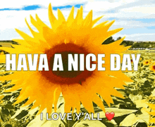 Have A Wonderful Day GIF