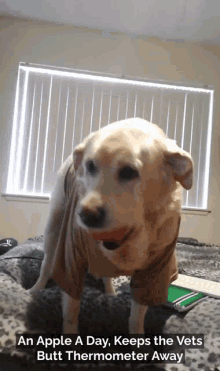 Bella Dog GIF - Bella Dog Labrador GIFs