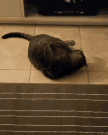 Cat Playtime GIF - Cat Playtime Flip GIFs
