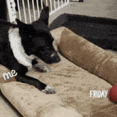a black and white dog is laying on a dog bed with the words me friday written on it