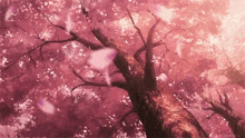 cherry blossoms are falling from a cherry blossom tree
