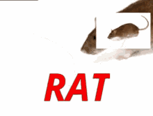 Rat Chuha GIF - Rat Chuha चूहा GIFs