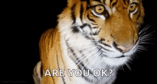 Tiger Are You Ok GIF - Tiger Are You Ok Are You Alright GIFs