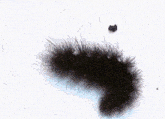 a close up of a black caterpillar on a person 's finger