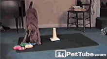 I Know People Who Can'T Do That :P GIF - Dog Smart Dog Puzzle GIFs