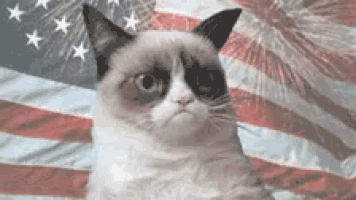 Grumpy Cat Say What GIF - GrumpyCat SayWhat Trendizisst - Discover & Share  GIFs