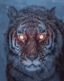 Gaze Tiger GIF - Gaze Tiger GIFs