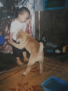 a little boy is playing with a dog that has a chinese symbol on its back