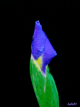 Daffodil GIF - Daffodil GIFs