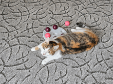 a cat is laying on a carpet next to a toy that says ' agility ' on it