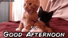 Cat Good Afternoon GIF - Cat Good Afternoon Yawn GIFs