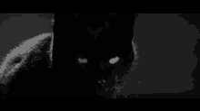 Blackcat Meow GIF - Blackcat Black Cat GIFs