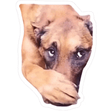 a close up of a brown dog covering its face with its paw