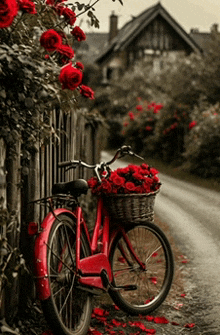 a red bicycle with a basket full of red roses is parked next to a wooden fence