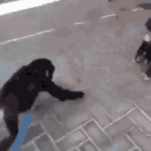 Monkey Brother GIF - Monkey Brother Love GIFs