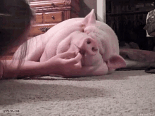 Pig Piggy GIF - Pig Piggy Pigs GIFs