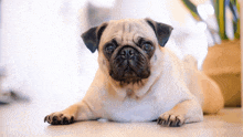 a pug dog is laying down on the floor looking at the camera