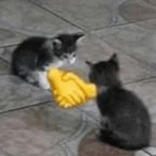 two kittens are shaking hands with a yellow glove on the floor .