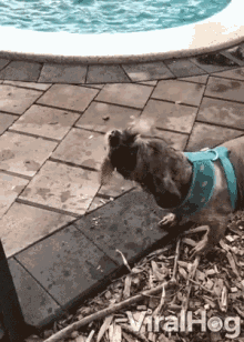 Dog Shakes Off Water Shitzu GIF - Dog Shakes Off Water Dog Shitzu GIFs