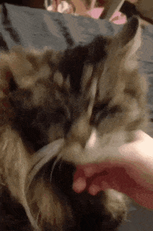 a close up of a cat being petting by a person