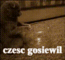 Czesc Gosiewil GIF - Czesc Gosiewil Cat GIFs