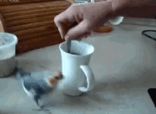 Bird Excited GIF