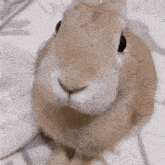a close up of a brown rabbit sitting on a white surface .