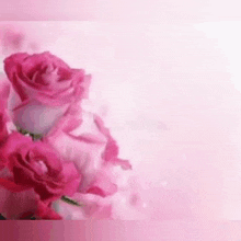 a close up of three pink roses on a pink background .