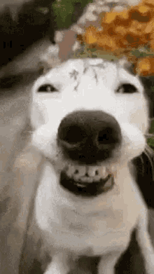Dog Smiling Dog GIF - Dog Smiling Dog Pshjwy GIFs
