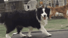 Dog Treadmill GIF - Dog Treadmill Border Collie GIFs