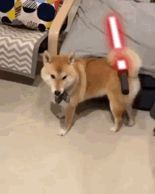 dog with a lightsaber the doge nft wielding a lightsaber i have a lightsaber own the doge