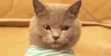 Giveup Cat GIF - Giveup Cat Funny GIFs