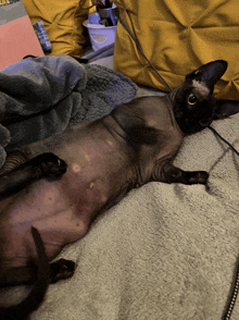 a hairless cat laying on its back with a yellow pillow in the background