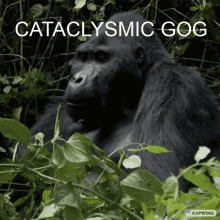 Catacylsmic Gog Gog GIF